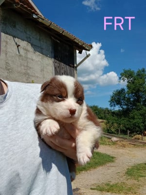 Les chiots de Berger Australien
