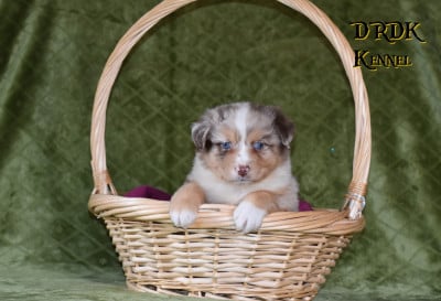 Les chiots de Berger Australien