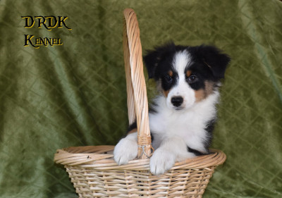 Les chiots de Berger Australien