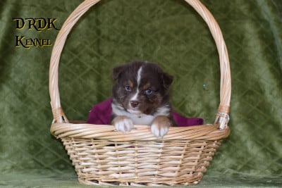 Les chiots de Berger Australien