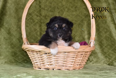 Les chiots de Berger Australien