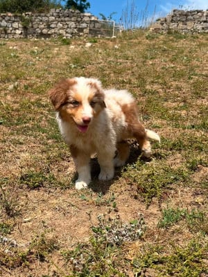 Les chiots de Berger Australien