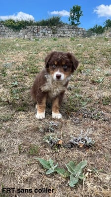 Les chiots de Berger Australien