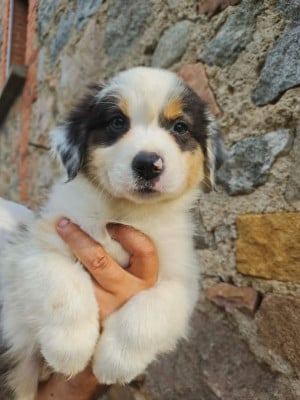 Les chiots de Berger Australien