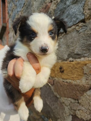 Les chiots de Berger Australien