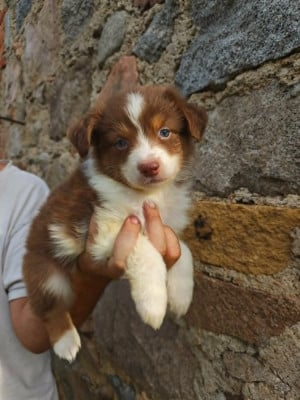 Les chiots de Berger Australien