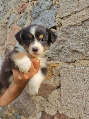 Les chiots de Berger Australien