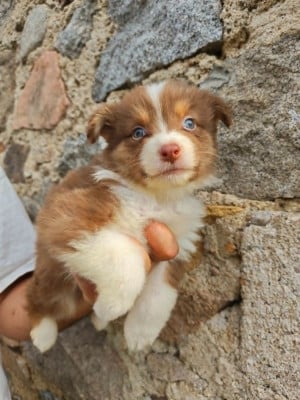 Les chiots de Berger Australien