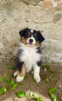 Les chiots de Berger Australien