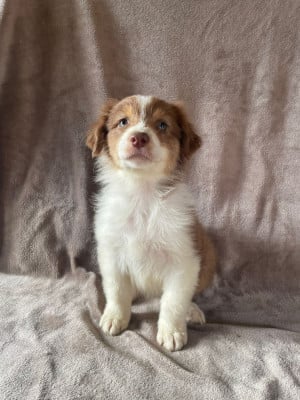 Les chiots de Berger Australien