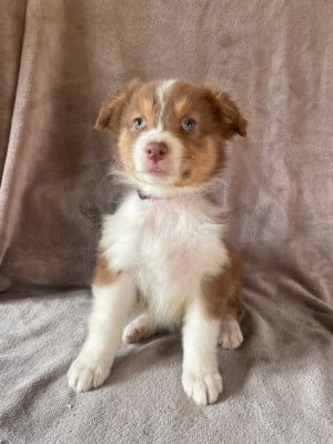 Les chiots de Berger Australien