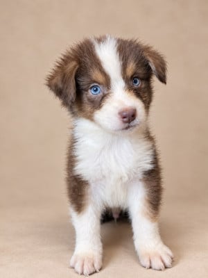 Les chiots de Berger Australien