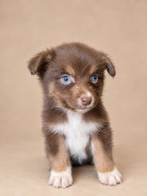 Les chiots de Berger Australien