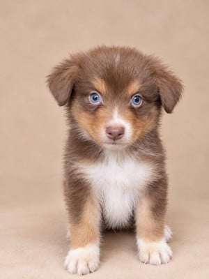 Les chiots de Berger Australien