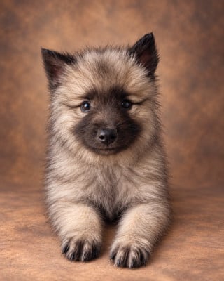 Les chiots de Spitz allemand