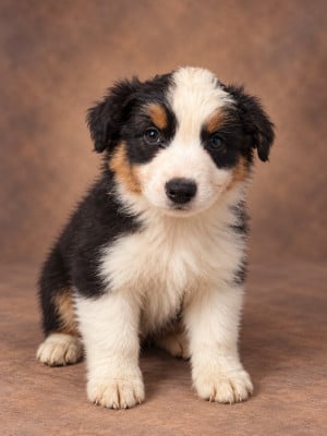 Les chiots de Berger Australien