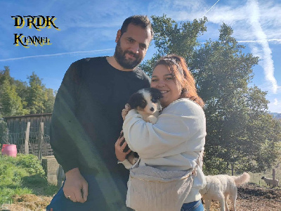 Les chiots de Berger Australien