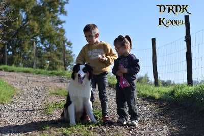 Les chiots de Berger Australien