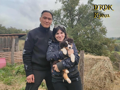 Les chiots de Berger Australien