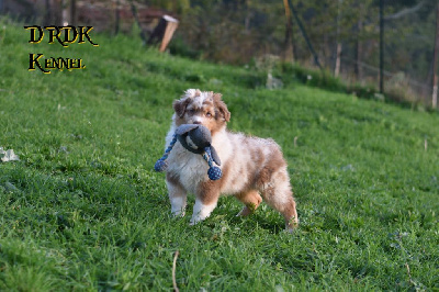 Les chiots de Berger Australien