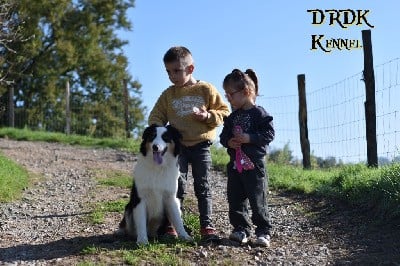 Berger Australien - Du Royaume Des Khaleesis