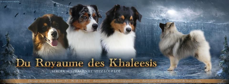 Accueil Elevage Du Royaume Des Khaleesis Eleveur De