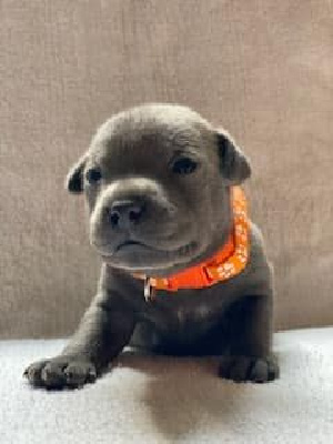 Les chiots de Staffordshire Bull Terrier