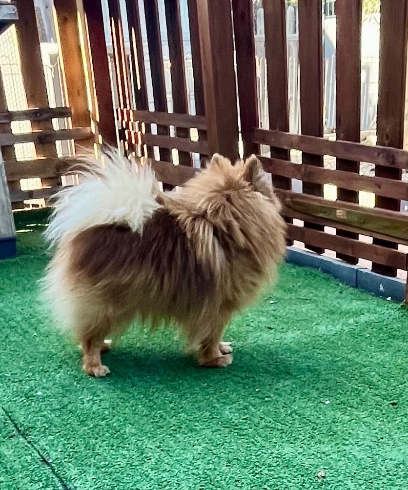 Usap  du domaine du neoulous