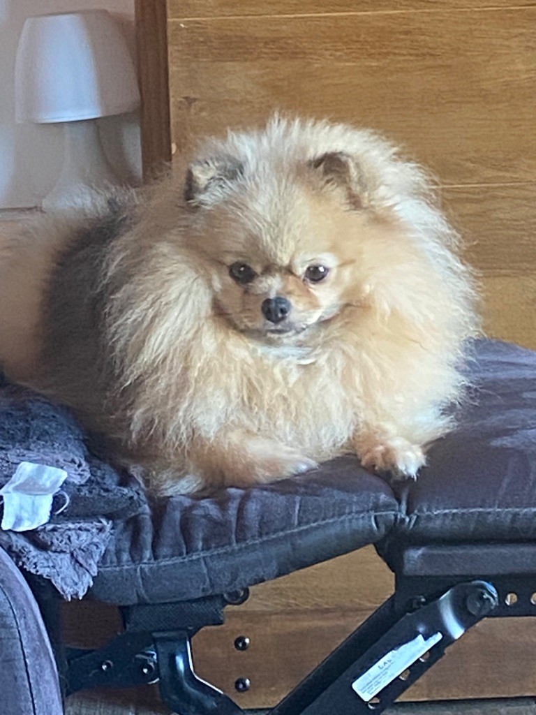 amouage Simona(sherazade)