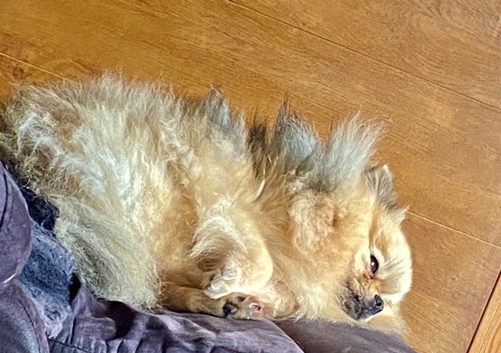 amouage Simona(sherazade)