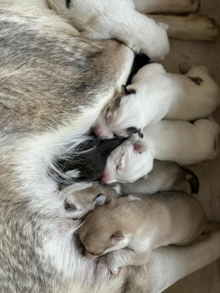 Siberian Husky - Du Domaine De Mi-loup