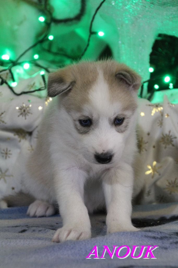 ANOUK - Siberian Husky
