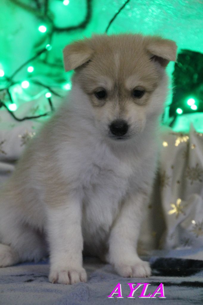 AYLA - Siberian Husky