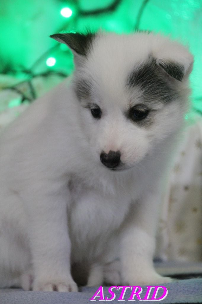 ASTRID - Siberian Husky