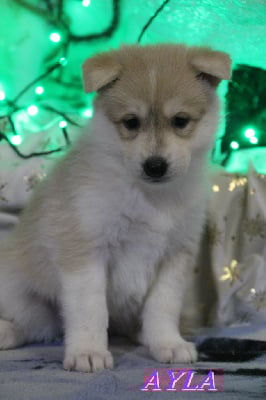 Les chiots de Siberian Husky