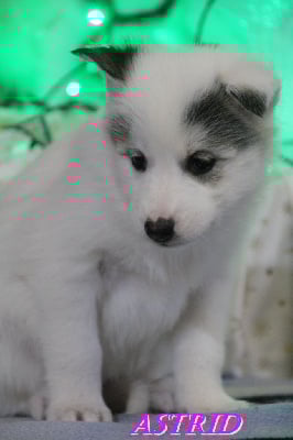 Les chiots de Siberian Husky