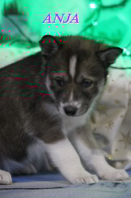 Les chiots de Siberian Husky