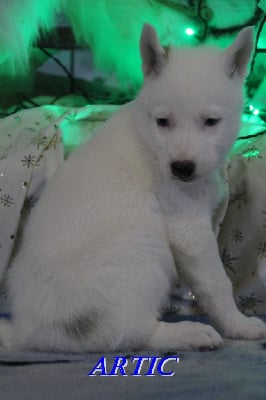 Les chiots de Siberian Husky