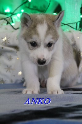 Les chiots de Siberian Husky