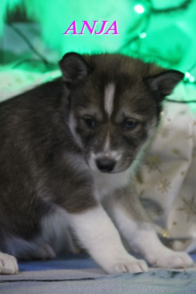 ANJA - Siberian Husky