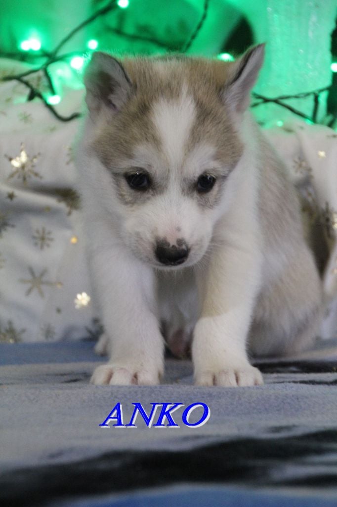 ANKO - Siberian Husky