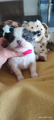Les chiots de Chihuahua