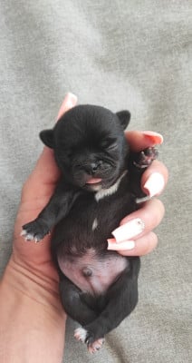 Les chiots de Chihuahua