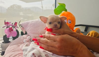 Les chiots de Chihuahua