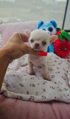 Les chiots de Chihuahua
