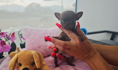 Les chiots de Chihuahua