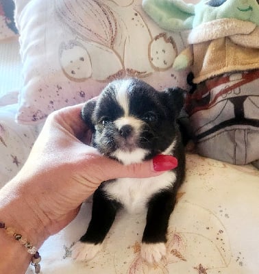 Les chiots de Chihuahua