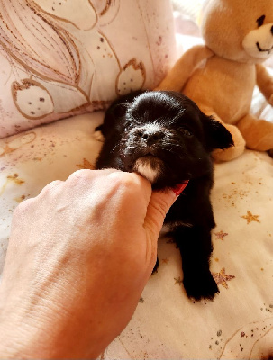 Les chiots de Chihuahua