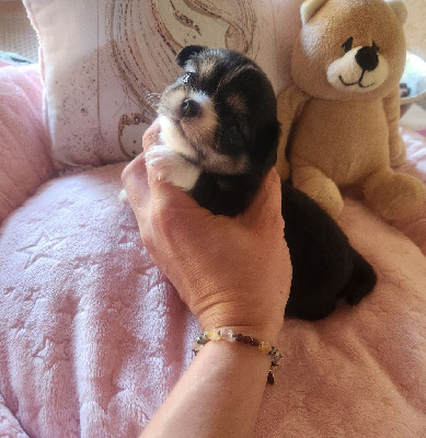 Les chiots de Chihuahua