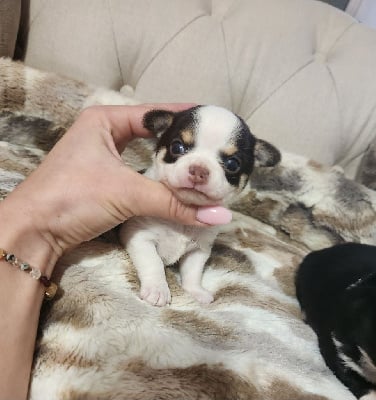 Les chiots de Chihuahua